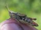 Chorthippus montanus.jpg