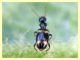 Anthicidae - Roma - Caffarella - 12.11.2011 (2).JPG