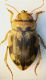 (Dytiscidi) Nebrioporus sp..jpg