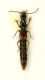 Lobrathium multipunctum multipunctum (Gravenhorst, 1802)  22.7.06  8.5 mm busato.JPG
