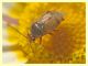 Miridae - Anzio 24.6.2011.JPG