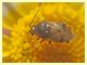 Miridae - Anzio 24.6.2011 (1).JPG