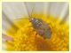Miridae - Anzio 24.6.2011 (2).JPG