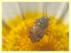 Miridae - Anzio 24.6.2011 (3).JPG