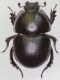 Thorectes lusitanicus FINAL red.jpg