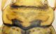 (Dytiscidi) Nebrioporus sp. particolare.jpg