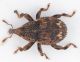 Echinodera-Web-orizz.jpg