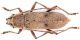 Cerambycidae-Mexico-Web-orizz.jpg