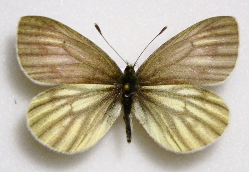 Bryonie 5.jpg