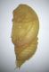 A foetidus pupa2.jpg