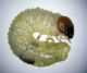 A foetidus larva1.jpg