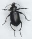Carabidae 007mod1.jpg