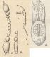 Bryaxis latebrosus.JPG