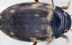 Hydroporus dettaglio.jpg
