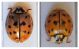 Coccinella-MoW.jpg