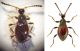 Euconnus (Euconnus) rutilipennis (Müller & Kunze, 1822).jpg