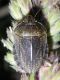 Eurygaster sp..jpg