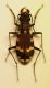 Cicindela sp 02.JPG