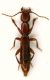 Latroa1.JPG