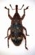 wwf curcu 002 mm.5.2 rostro escluso.jpg
