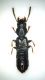 wwf Staph. 2 mm.4.8..jpg
