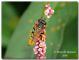 Philanthus triangulum01, Foce Modione, 27.IX.2008.jpg