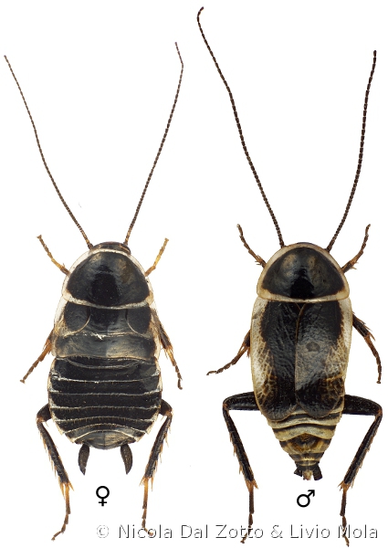 Coppia Phyllodromica brevipennis.jpg