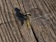 Gomphus8063.jpg