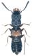 Platystethus capito Heer, 1839.jpg