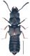 Platystethus alutaceus Thomson, 1861.jpg