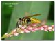 Philanthus triangulum02, Foce Modione, 27.IX.2008.jpg