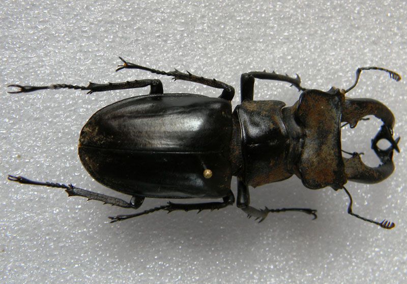 lucanus.jpg