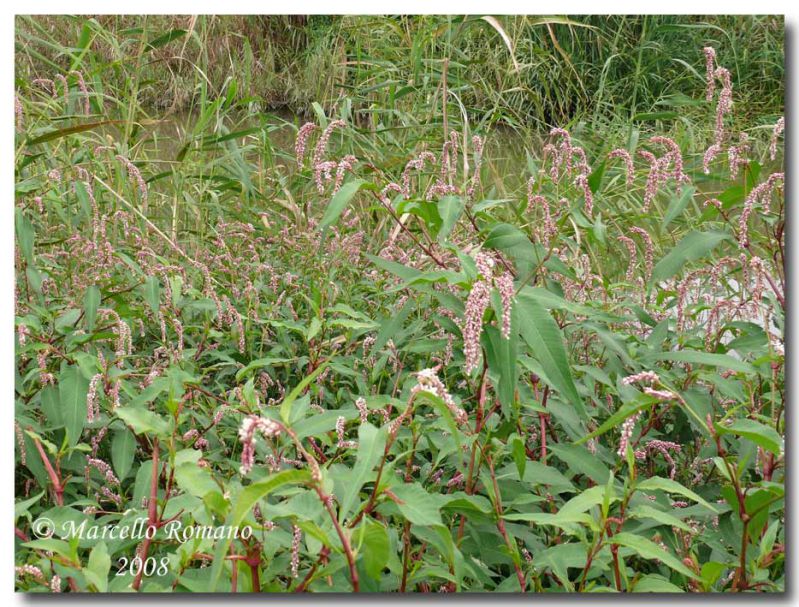 Polygonum persicaria o lapathifolium.jpg