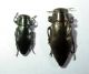 Buprestidae cp Diani.JPG