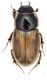 aphogrorid1.jpg