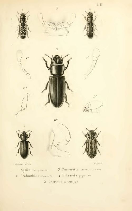 Temnochila colossus.jpg