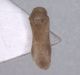 Pilophorus_femm.jpg