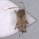 Pilophorus_maschio.jpg