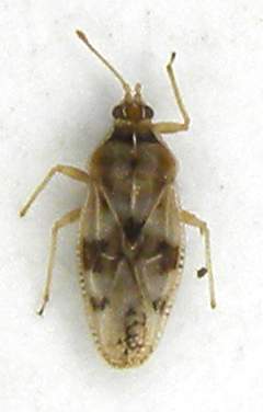 Tinginae sp. SME Nord 6.III.2012 mm. 3 024.jpg