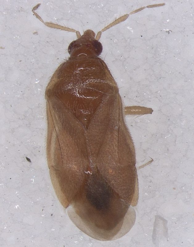 Anthocoridae.jpg