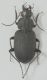 Chlaenius%20tristis%20001.JPG