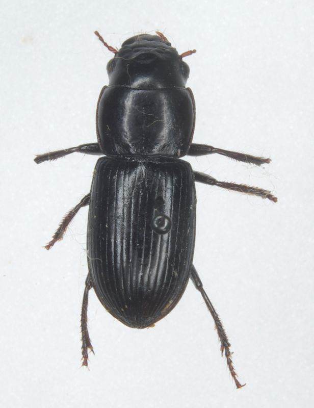 Carabidae 025mod.jpg