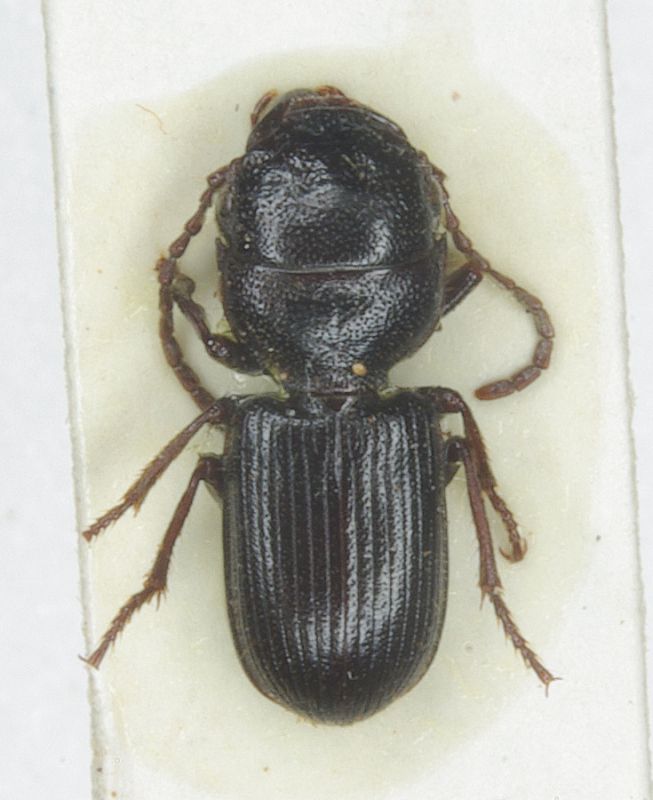 Carabidae 019mod.jpg