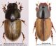 Aphodius from forum.jpg