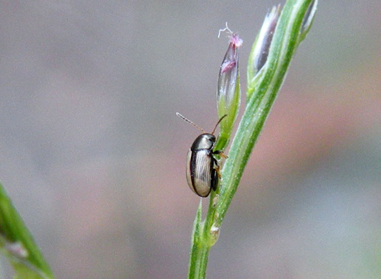 Cryptocephalus marginatus Giardino RE 27-07-10 003.jpg