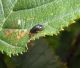 Gastrophysa polygoni Val Amola TN 19-08-10 1292b.jpg
