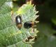 Gastrophysa polygoni Val Amola TN 19-08-10 1291b.jpg