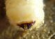 Cerambicidae da Juglans 2.JPG