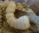 Cerambicidae da Juglans 3.JPG