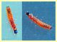 probabile larva Malachiidae 3 mm. da legnetti di Cupressus sempervirens (1).JPG